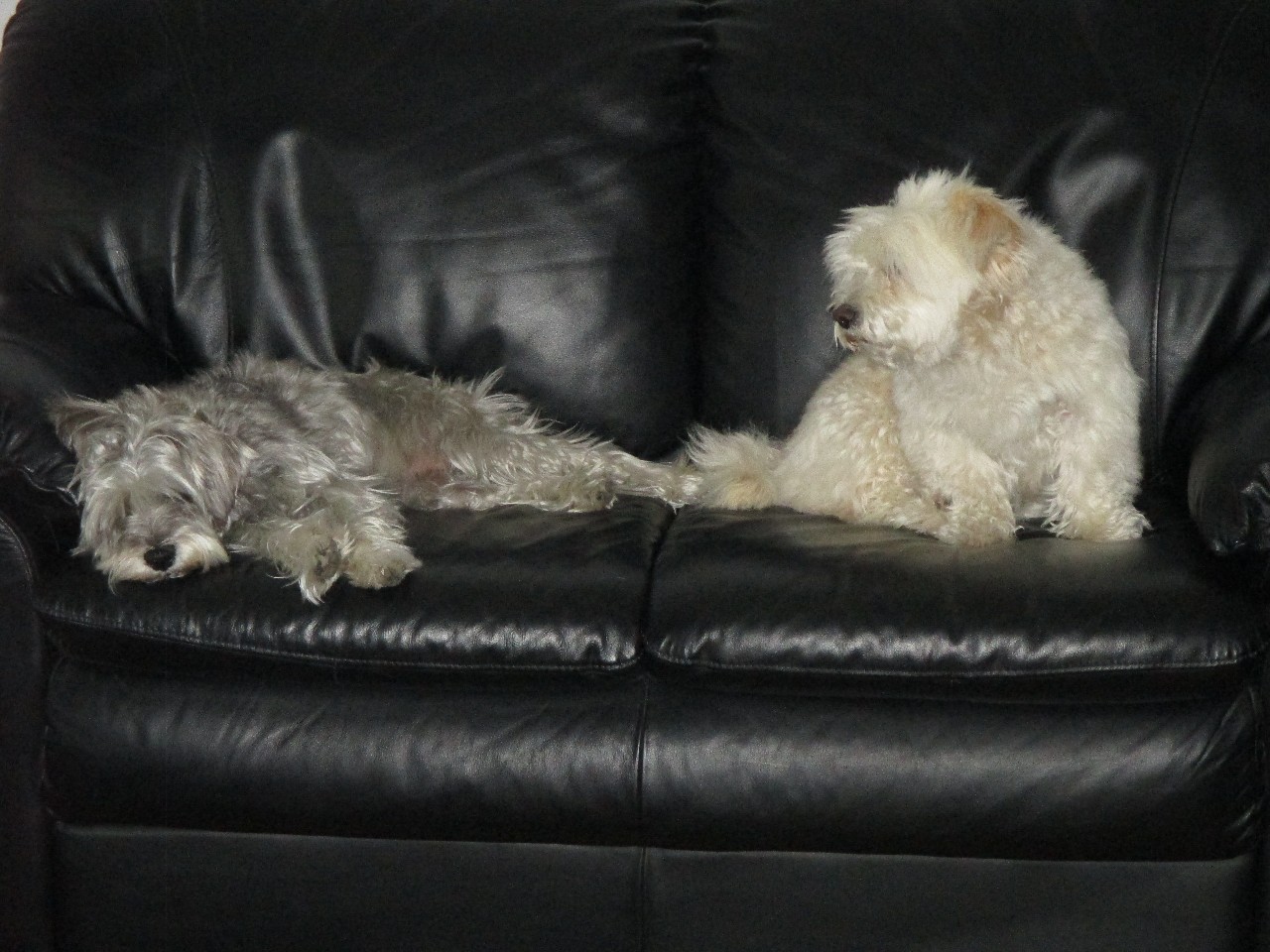 Sewing Machine Cover