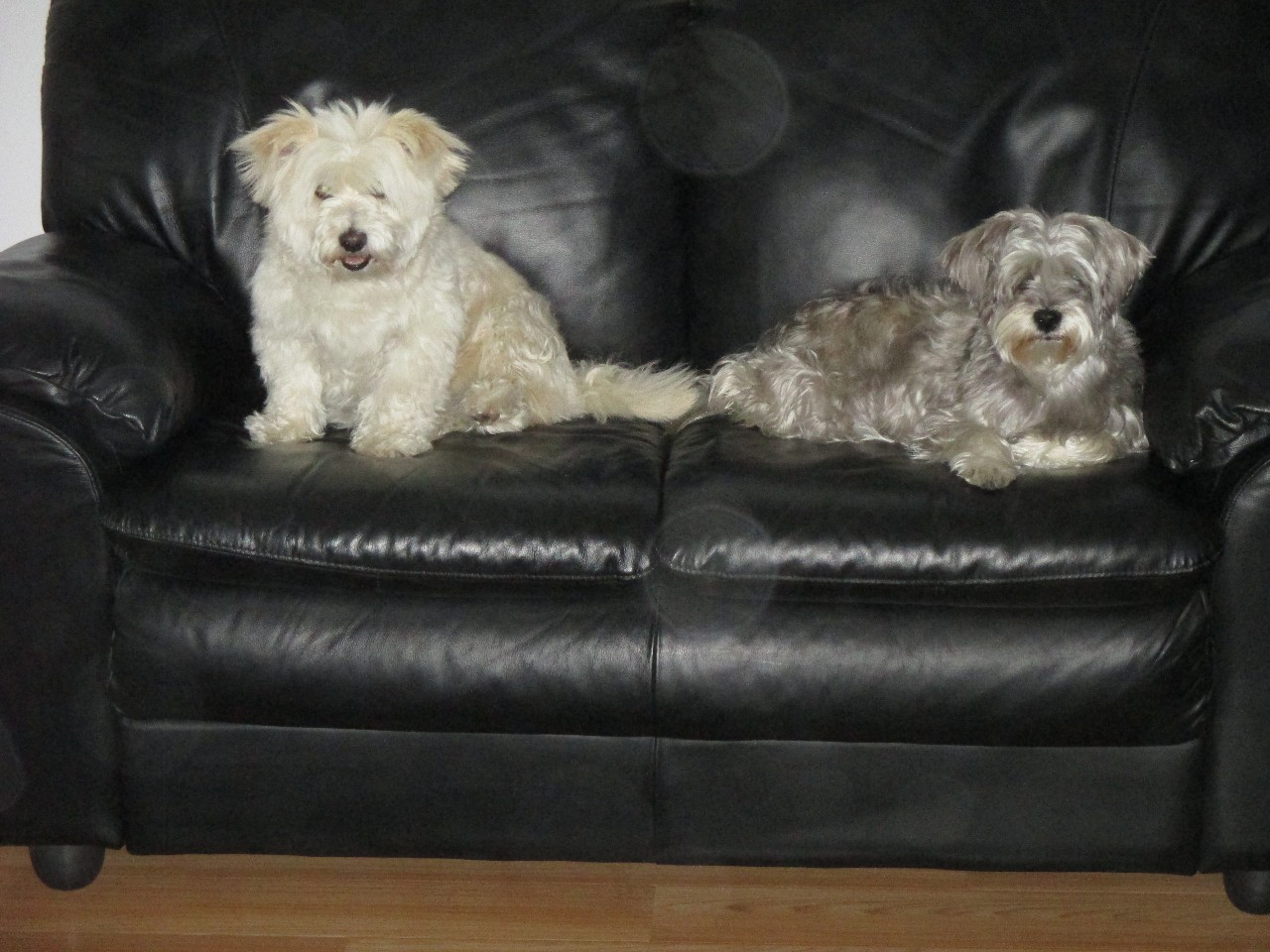 Sewing Machine Cover